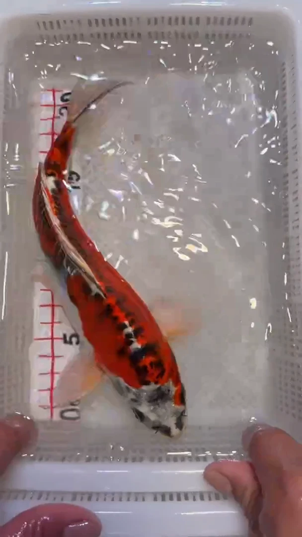 锦鲤精品锦鲤蝴蝶鲤