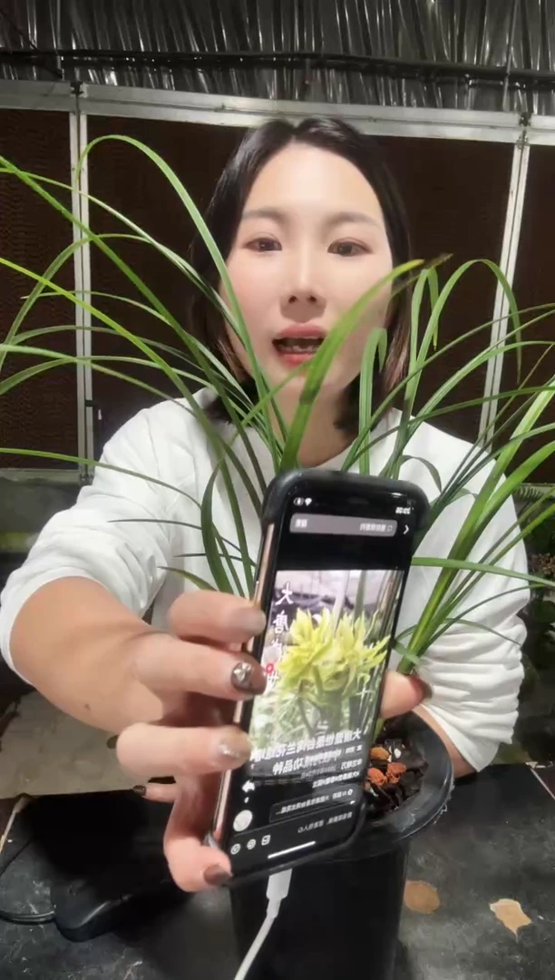 无花朵大唐盛世4苗带花苞