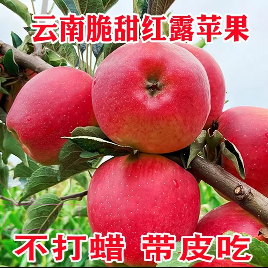 【云南特产】昭通红露红富士苹果高原新鲜当季水果现摘现发生态果园