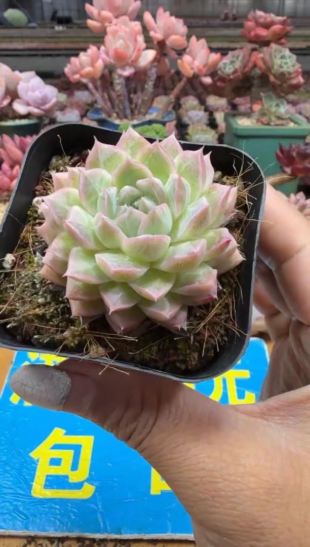 东云多肉园二店-204