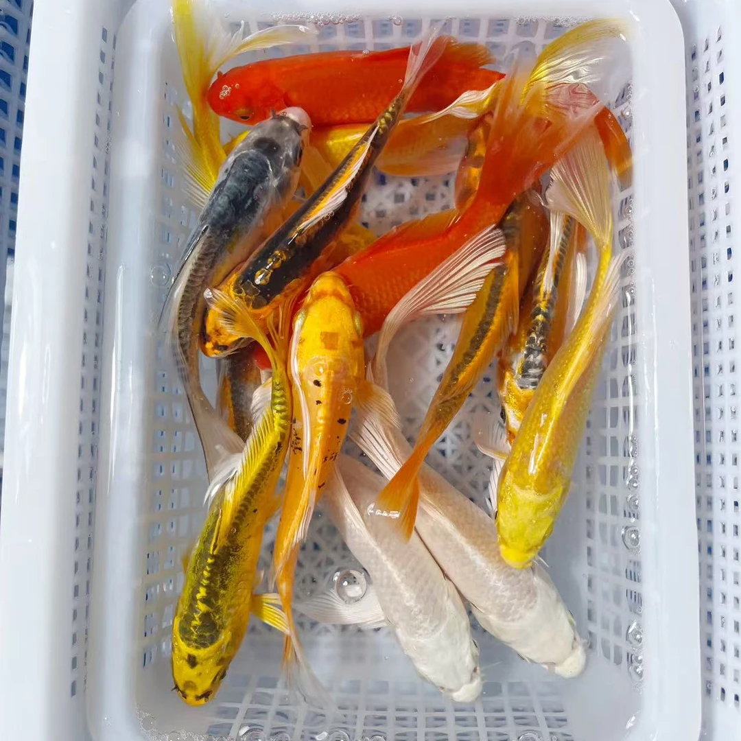福利款6-8公分冷水鱼活体观赏鱼混搭