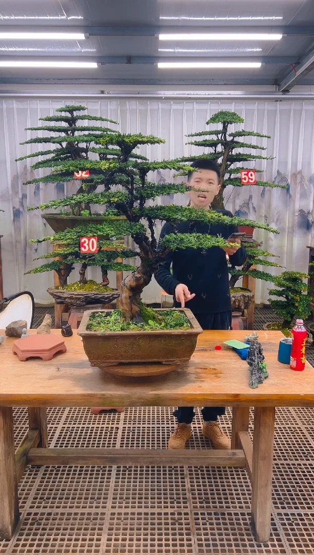 无花朵流**海精品盆景直播间一物一拍