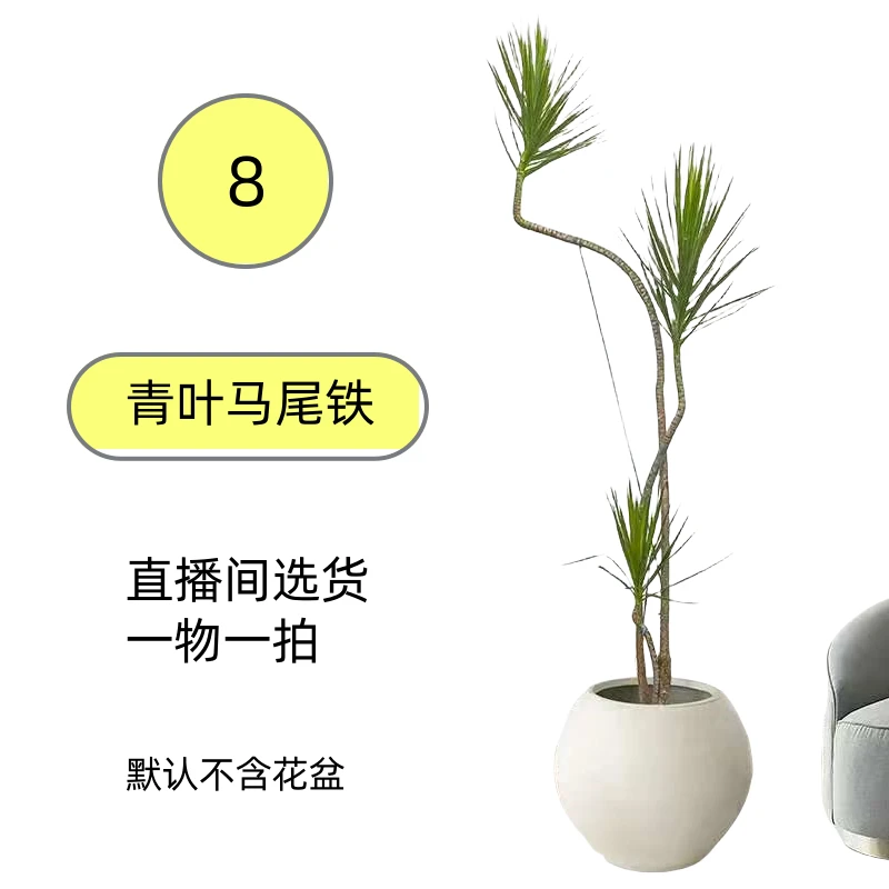 室内大型绿植青叶马尾铁造型盆栽