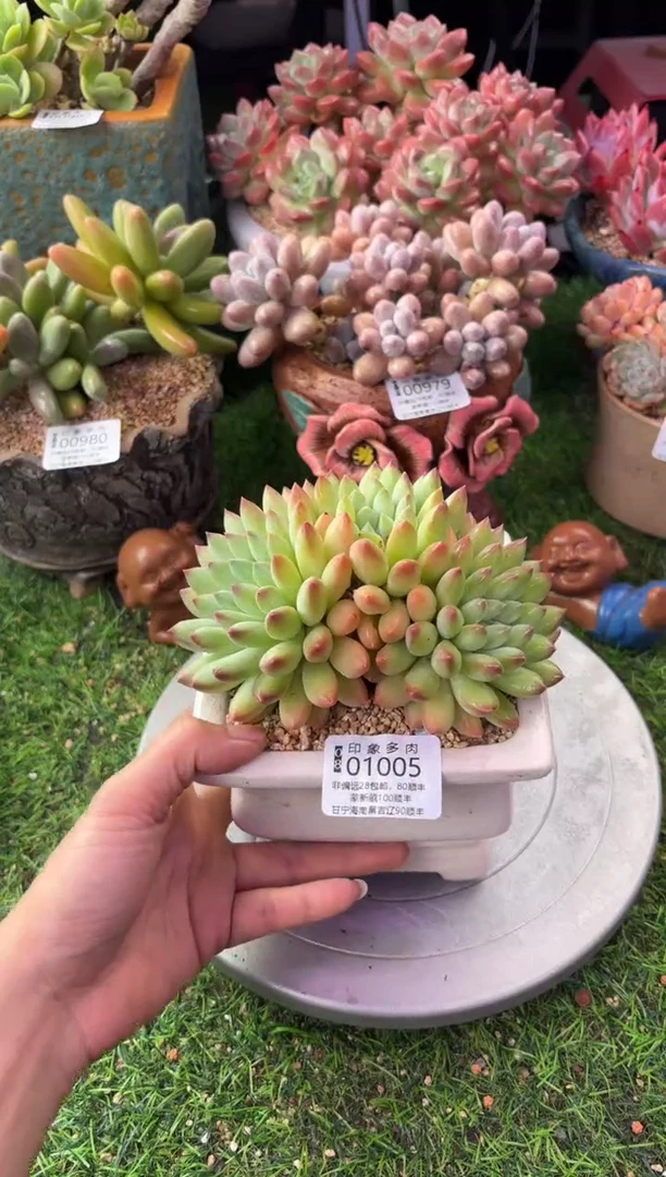 昆明印象多肉01005