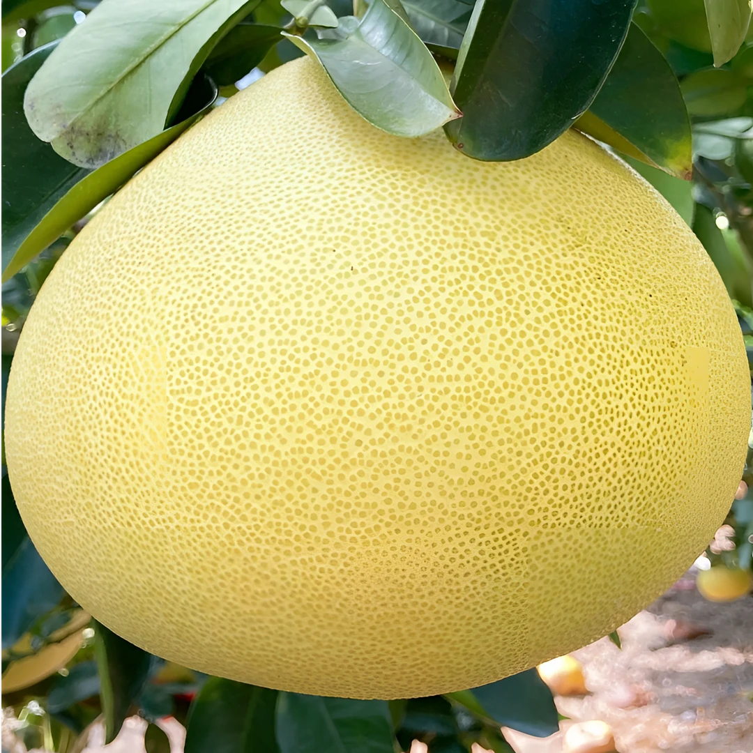 玉环早熟文旦柚8九分甜1两分酸嘎嘎好吃~原产地直发