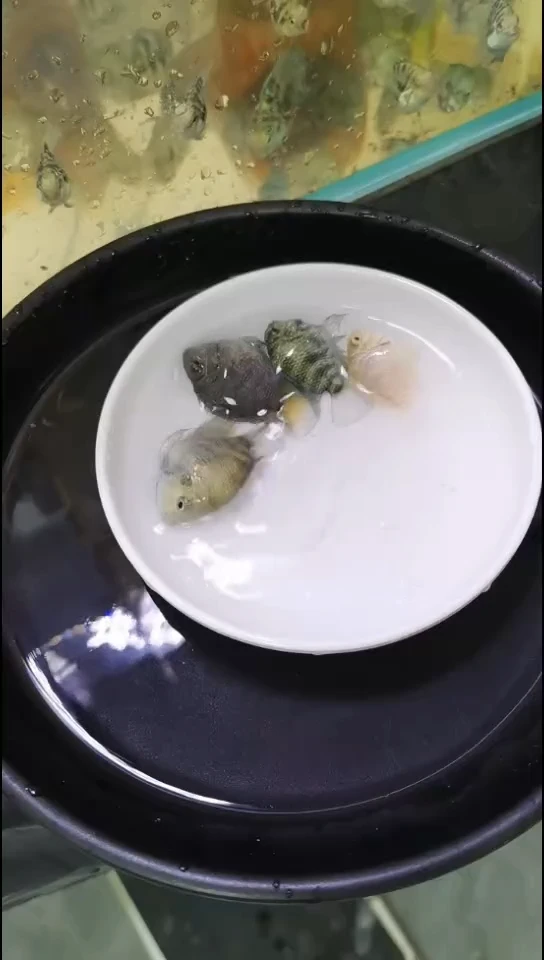 海水鱼迷你鹦鹉鱼