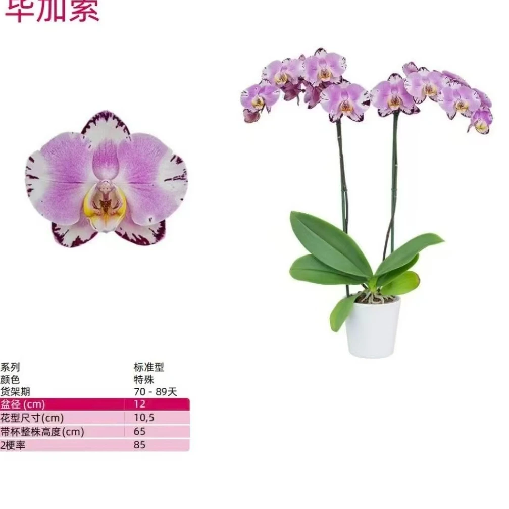 蝴蝶兰--福纳瑞毕加索苗子3.5寸杯(运输中轻微叶伤不售后)