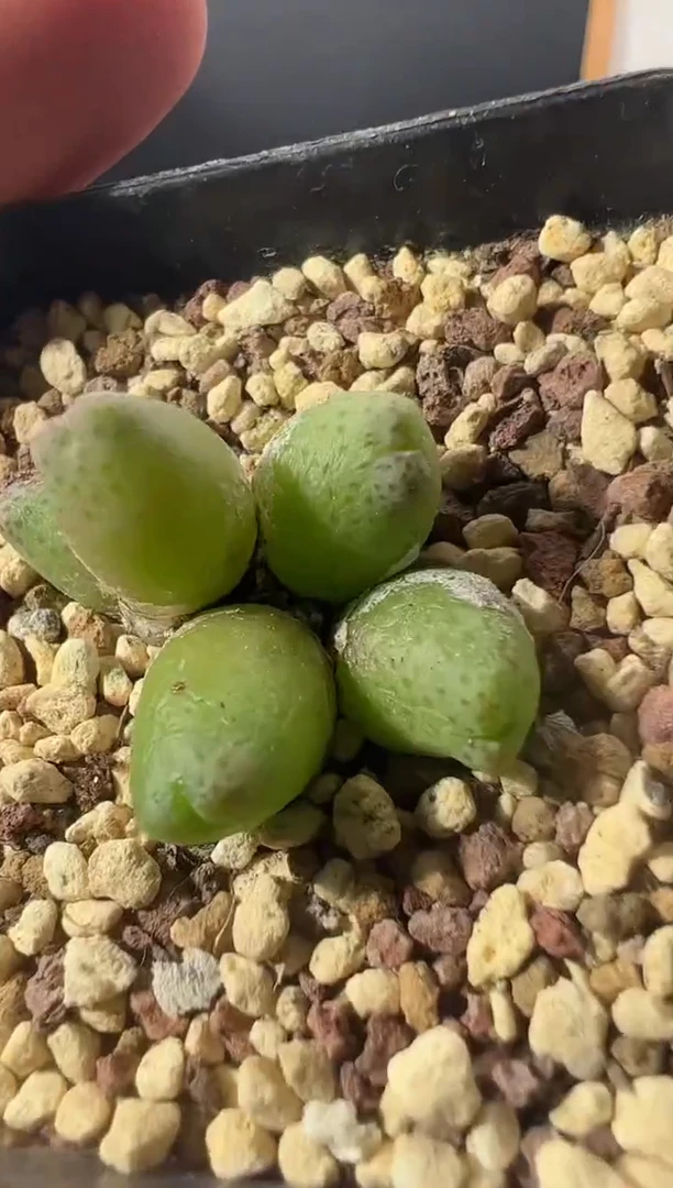 一物一拍         --314