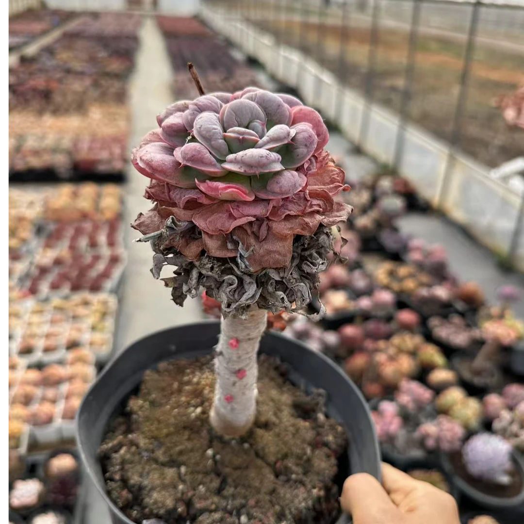 18#老桩雨滴杂多肉植物  前男友精品多肉