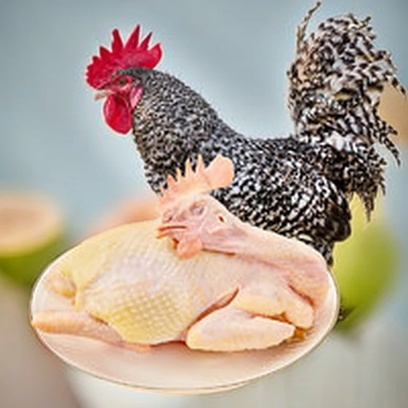 散养芦花鸡 整鸡    肉质鲜嫩