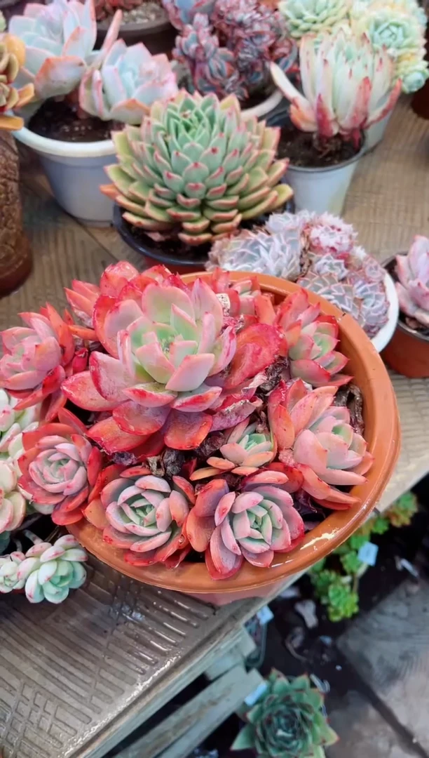 【闪购商品】15087