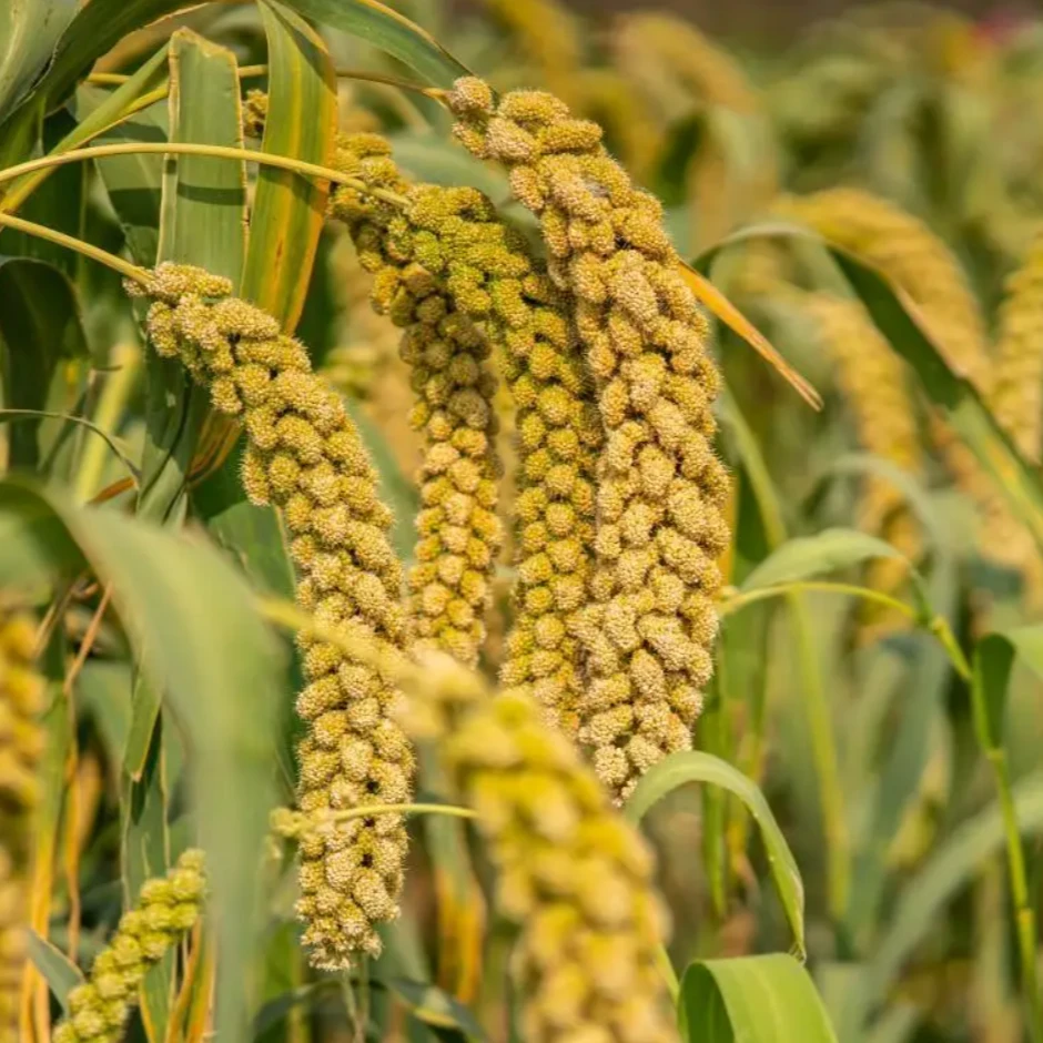 西董西董小米500g/袋加赠1斤面条