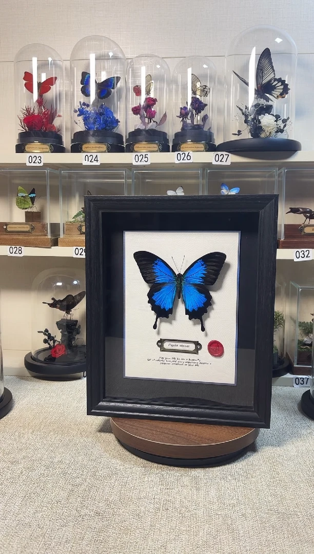 大自然真实的蝴蝶标本