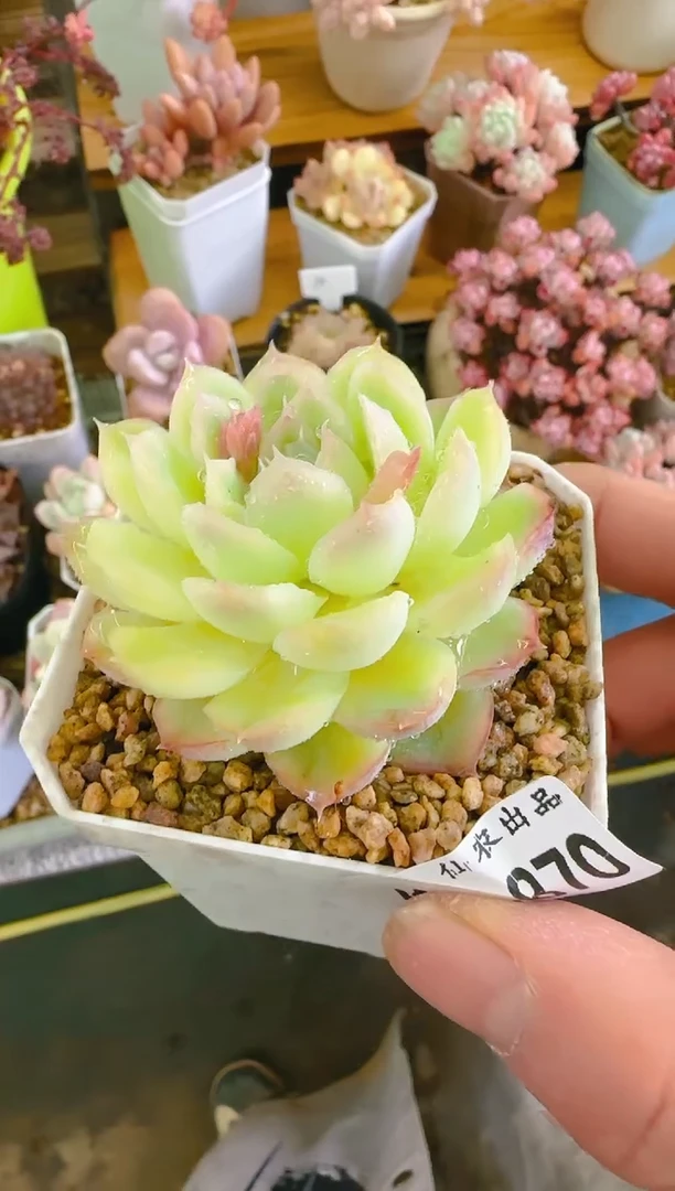 【闪购商品】凭—870—仙农（灯锦）