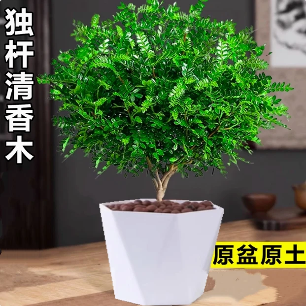 清香木盆栽花卉四季常青好养室内外驱蚊净化空气植物