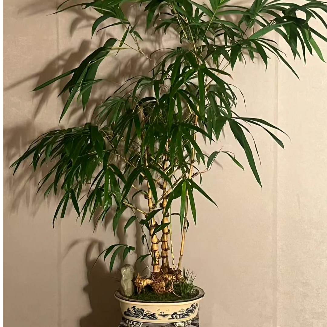 【言一精选】顺丰发货 A004 提桩黄金佛肚竹/老桩