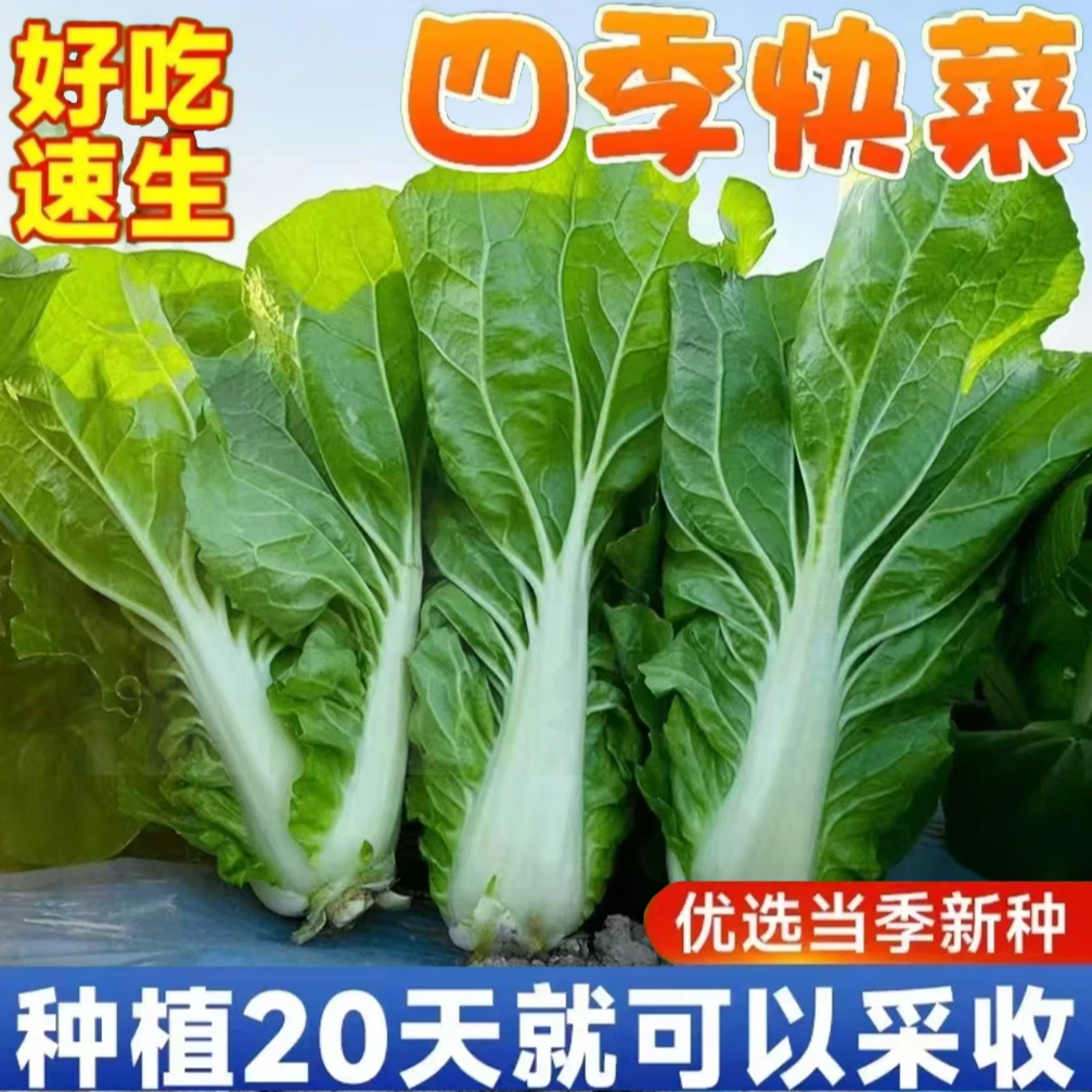 20天速生四季奶油快菜种籽小白菜种子青菜速生菜种籽蔬菜种籽