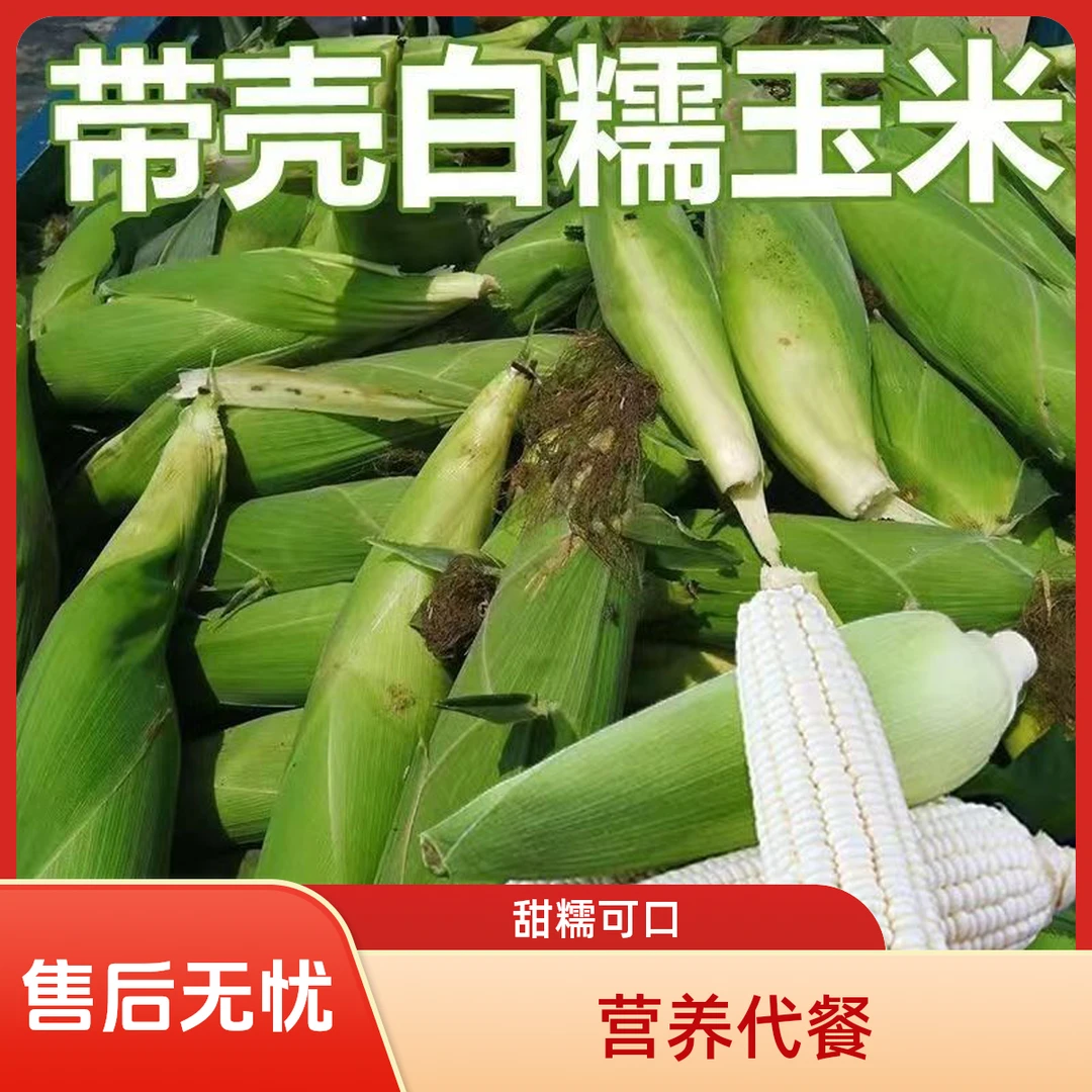2025现货新鲜白糯玉米当季现摘苞谷爆浆嫩代餐玉米棒子甜玉米直发