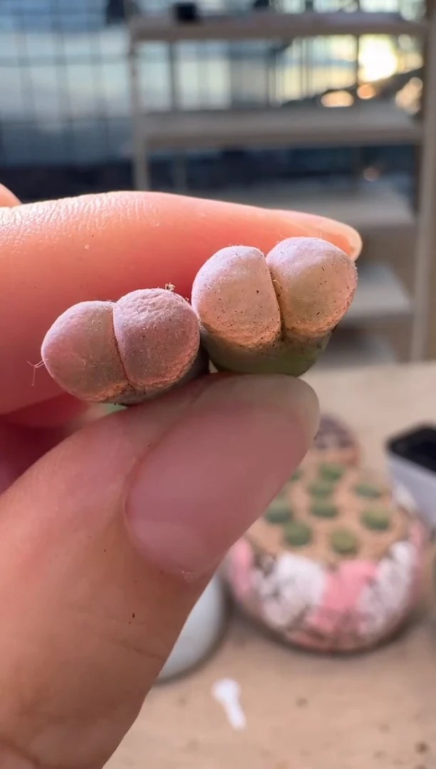 2-363多肉植物肉锥