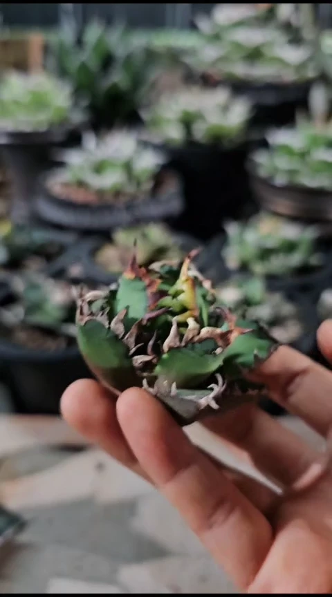 【红猫】顶芽 (直播竞拍 基因保证非组培)