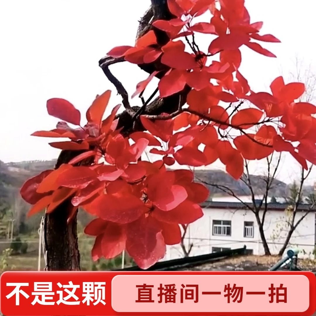 黄栌盆景素材随机发货室内外庭院好种易活冬红夏绿观型赏叶