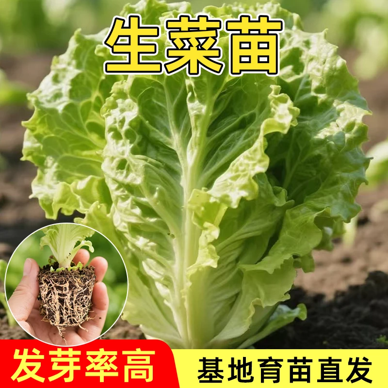 意大利罗马生菜苗可盆栽高产生菜适合春秋季种植可生吃蔬菜