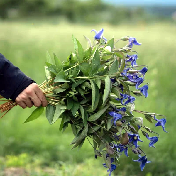 奥尔加铁线莲爬藤庭院花卉盆栽花植物耐寒耐热好养蓝紫色花园大花