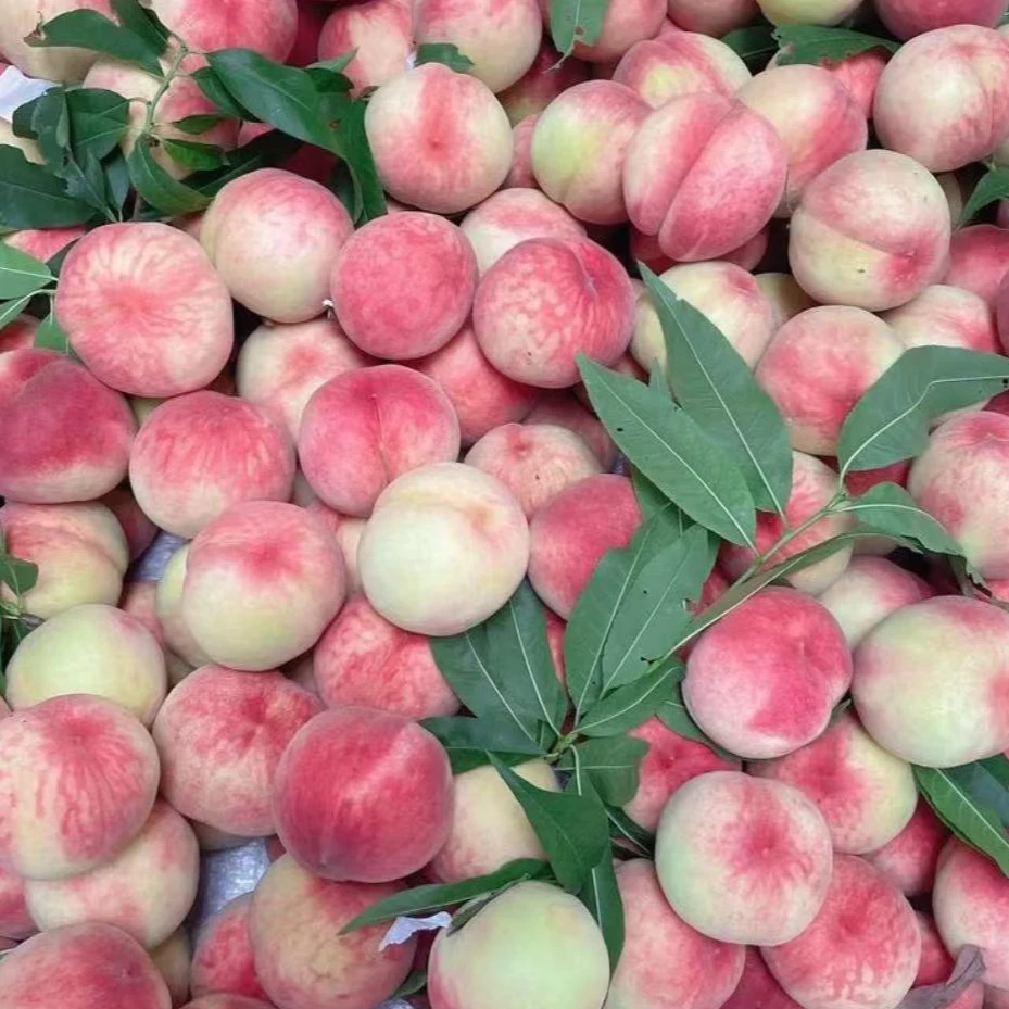 山西红不软脆蜜桃脆甜可口新鲜采摘蜜桃水果3/5斤装（福飘）