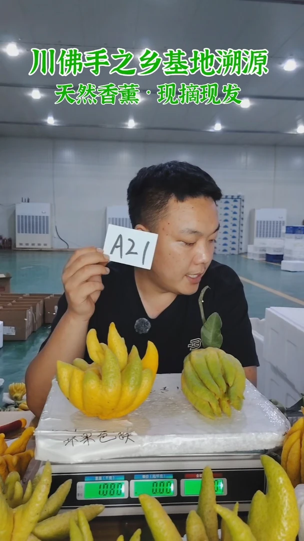 柑橘【一物一拍】川佛手柑鲜果A21