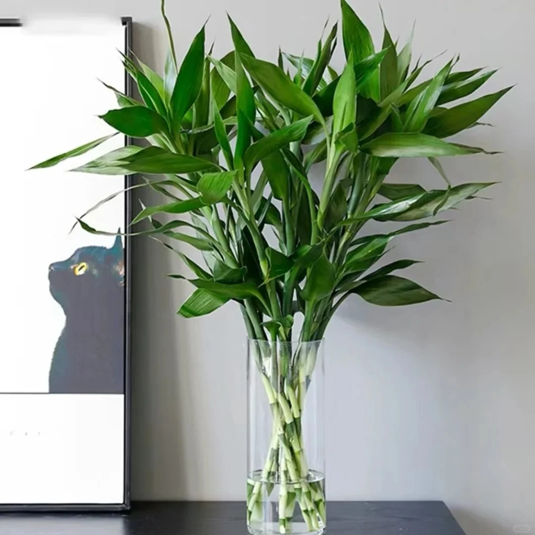 花福十富贵竹10枝-鲜花批发直播