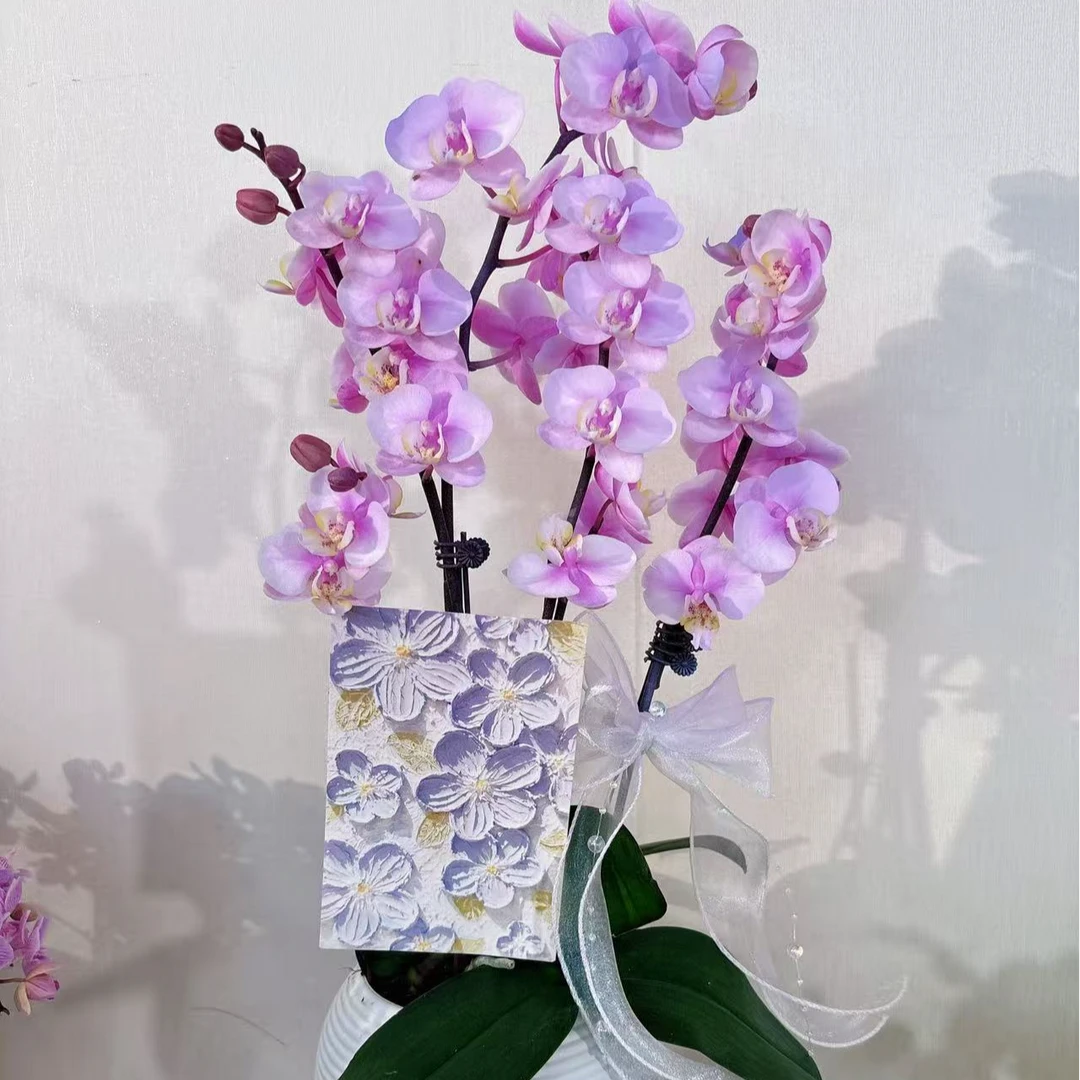 【小梅花-组盆】高雅好看桌面花型蝴蝶兰花期长四季开花