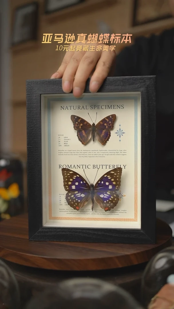 有机玻璃双蝶组合柳紫闪蛱蝶大紫蛱蝶