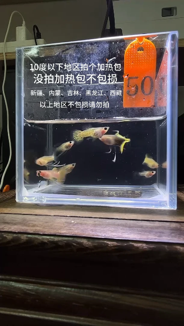 孔雀鱼杂袍长公50