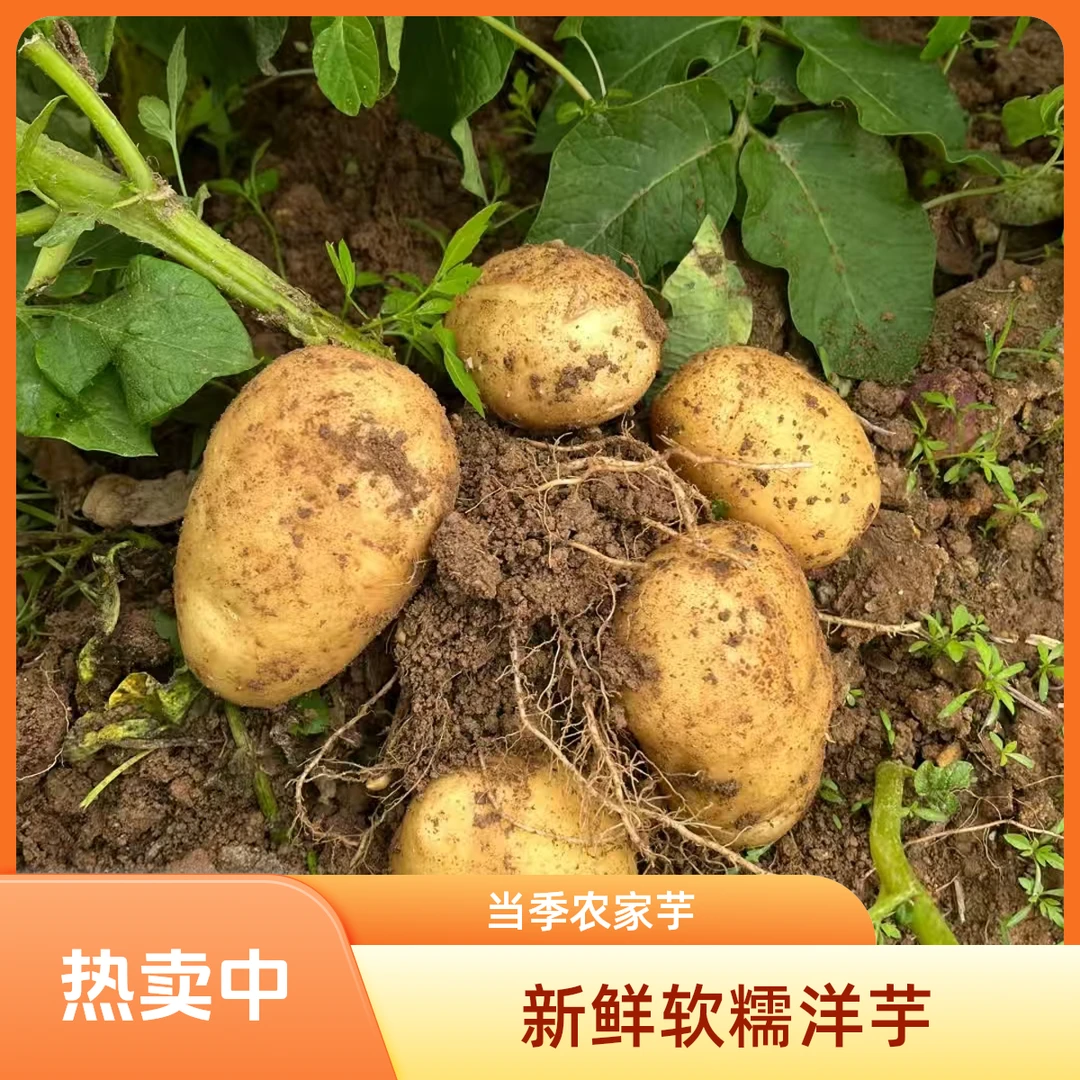 耿氏甄选•贵州威宁新洋芋