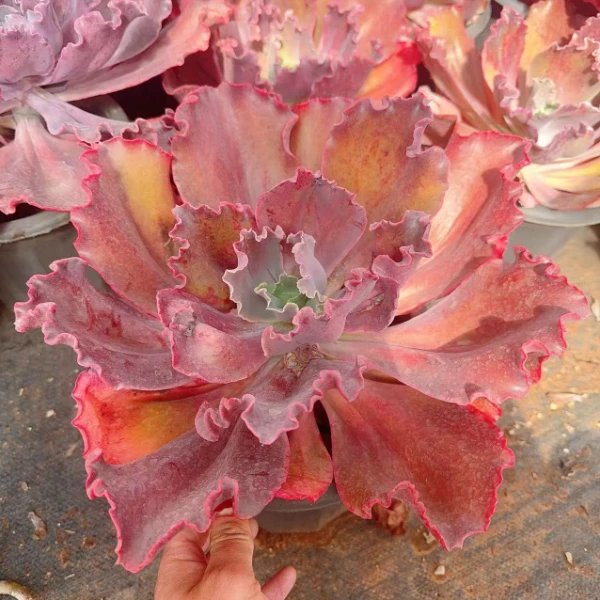 红玫瑰  好看好养 多肉植物 云南昆明发货