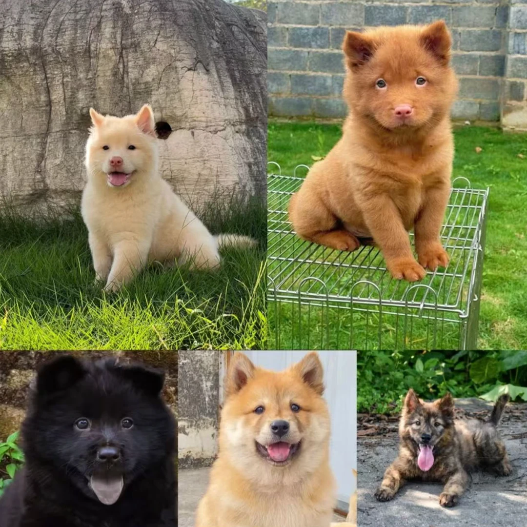 【才哥田园犬】广西白土松犬舍★