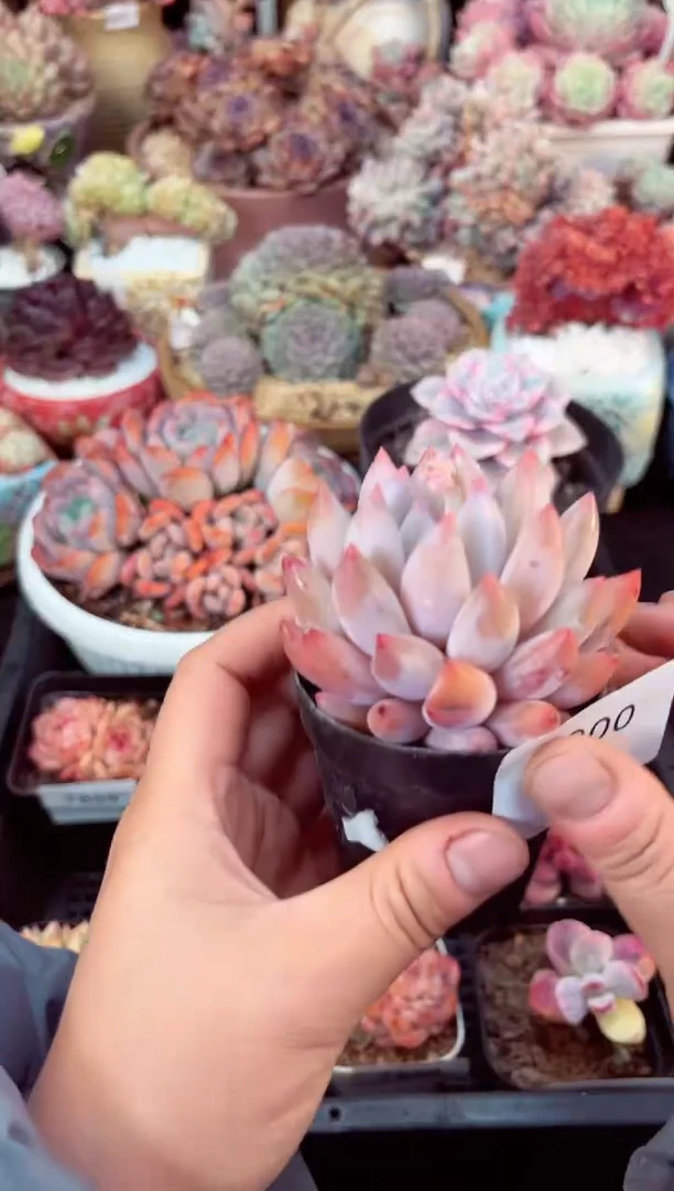 【闪购商品】7900单头所罗门多肉