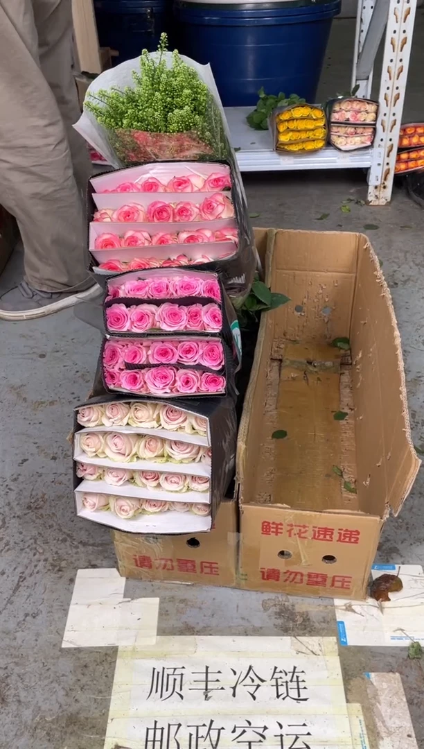 洛神20枝+粉红雪山20枝+爱莎20枝+绿林草