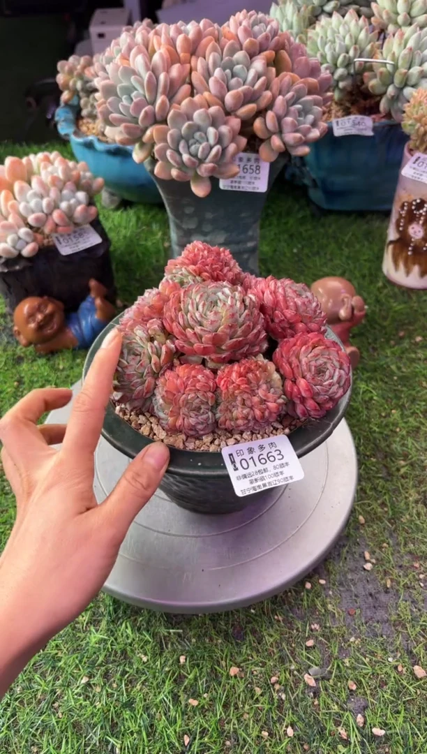 昆明印象多肉01663