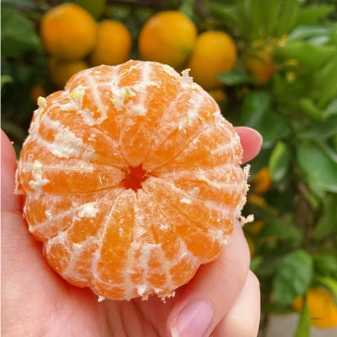 【无籽砂糖橘】果子特别大非常甜 特别耐寒好养 南方北方盆栽地栽