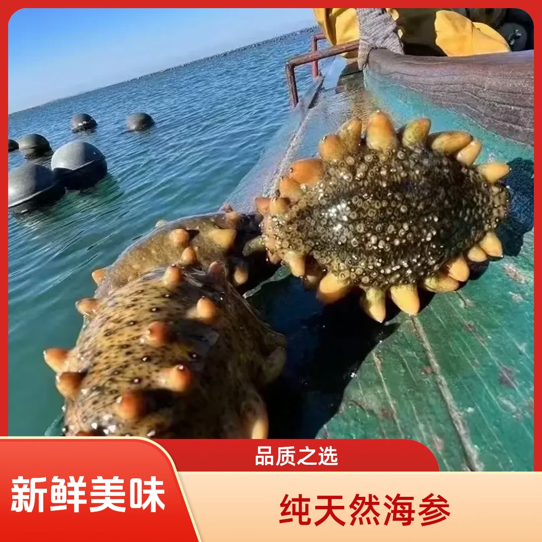 纯天然长海县深海海参自家海域小船捕捞高品质纯天然鲜食海参