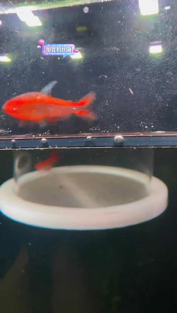 灯科鱼眺***蚁碎金红火蚁2cm+ 15/10