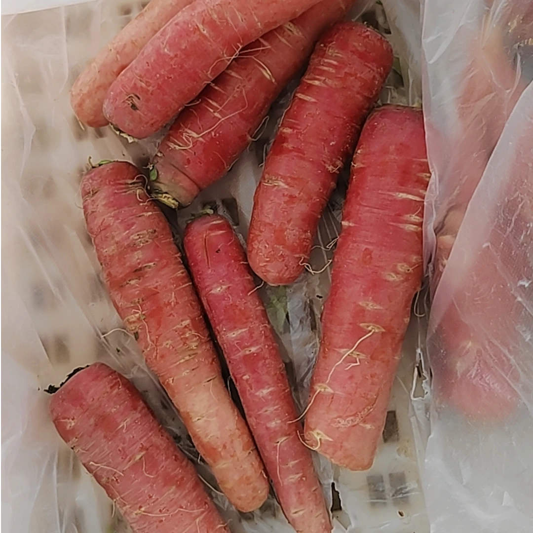 重庆彭水 正宗高山农家种植胡萝卜