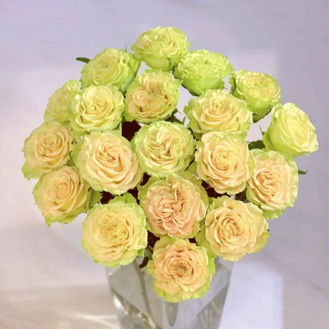 【盼盼鲜花】上官婉儿玫瑰 一单陆运/两单升级冷链 云南鲜花基地