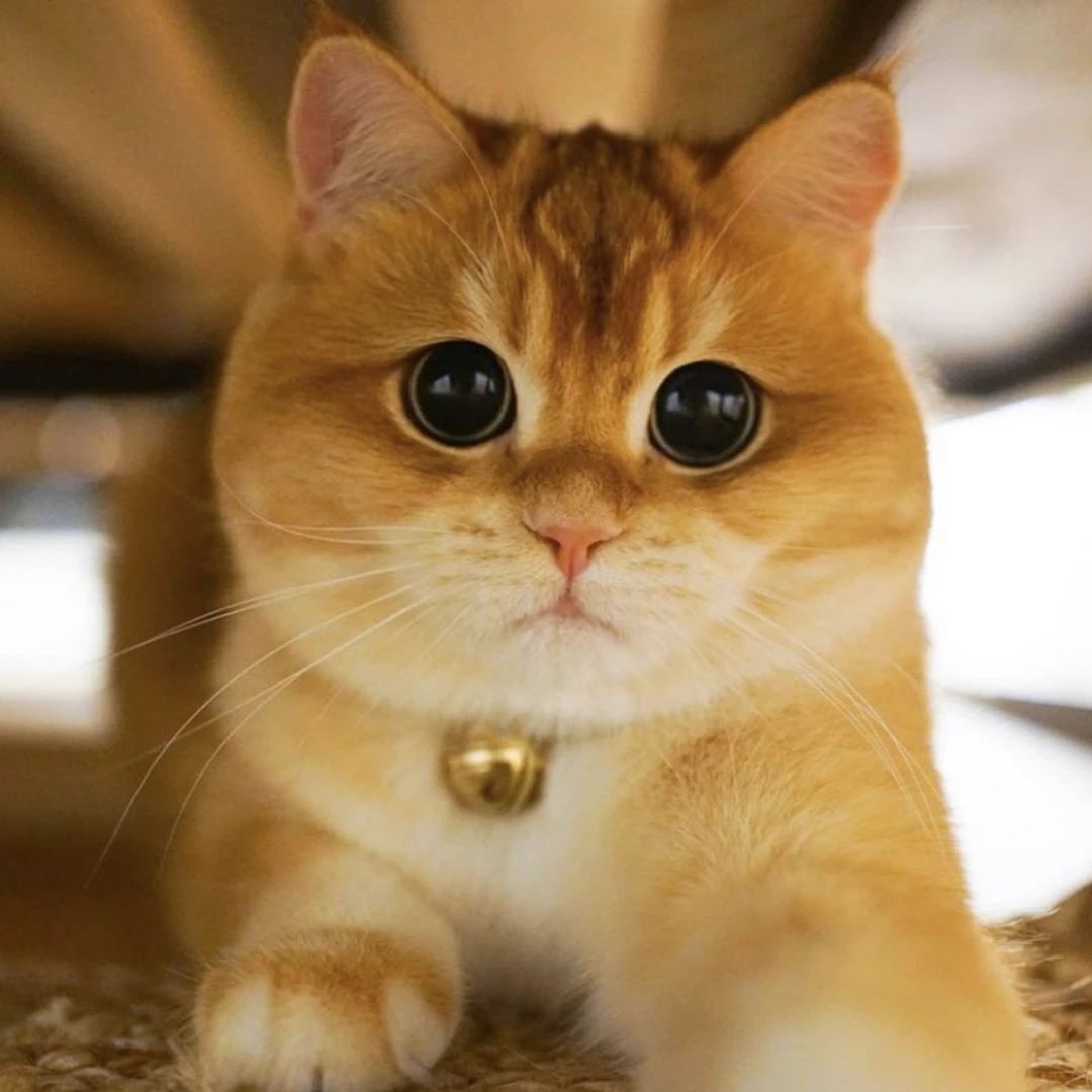 【小唐名宠】可爱的猫猫活体链接