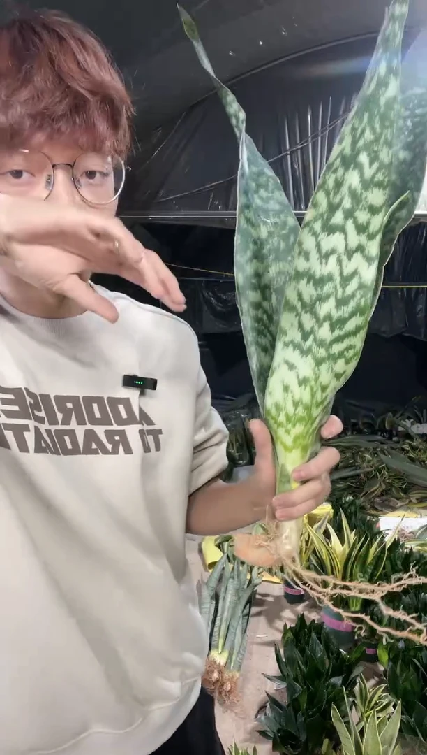 【闪购商品】2叶嘉宝虎皮兰裸根18.8