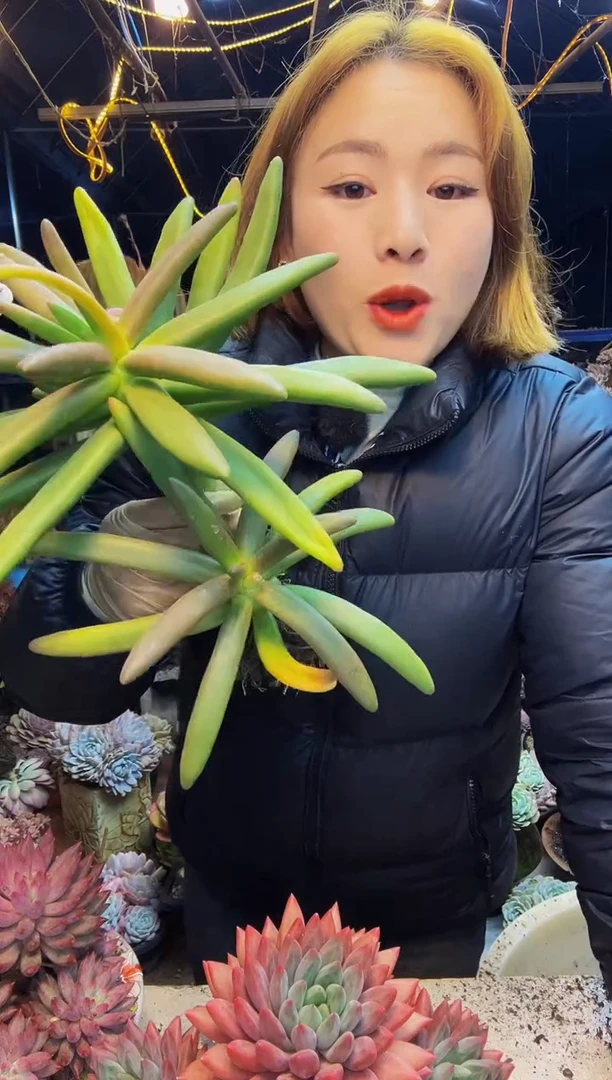 69号一物一拍脱土包邮