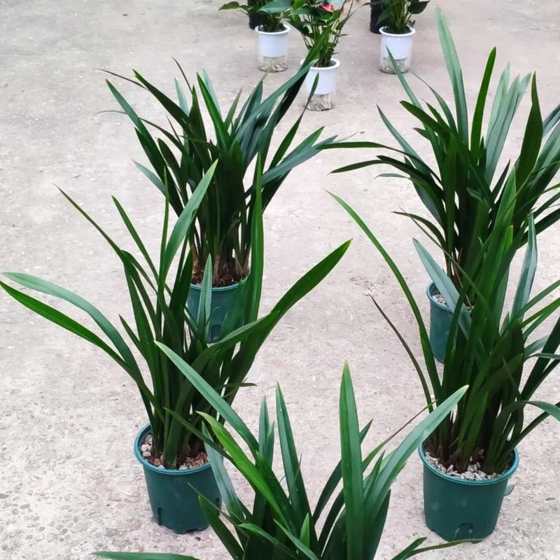 地栽盆栽【一物一拍】专用链接庭院阳台花园植物