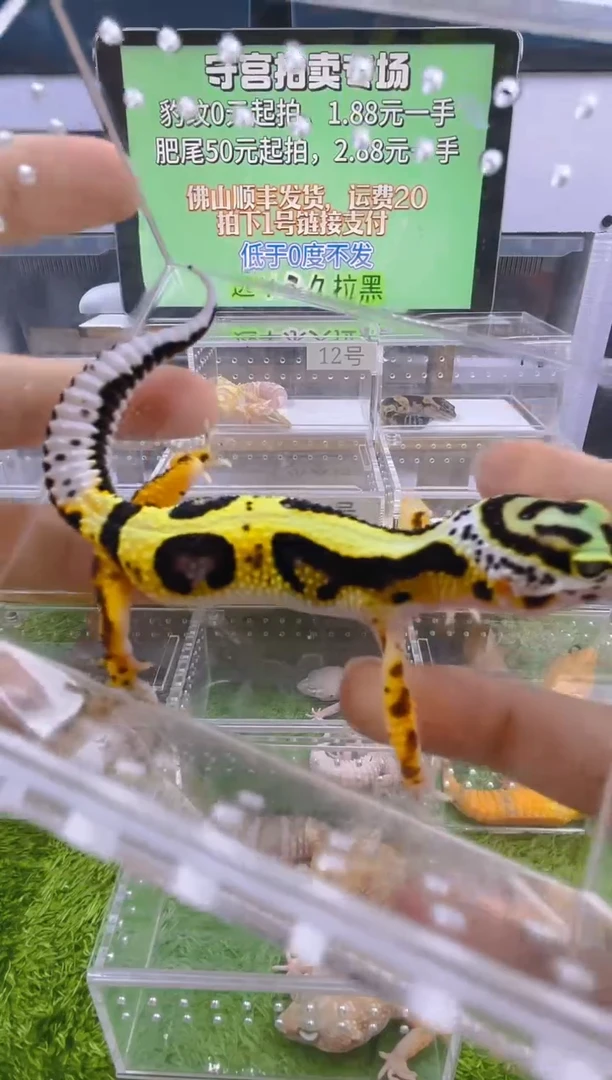 豹纹守宫豹纹肥尾瘤尾苗子亚成成体