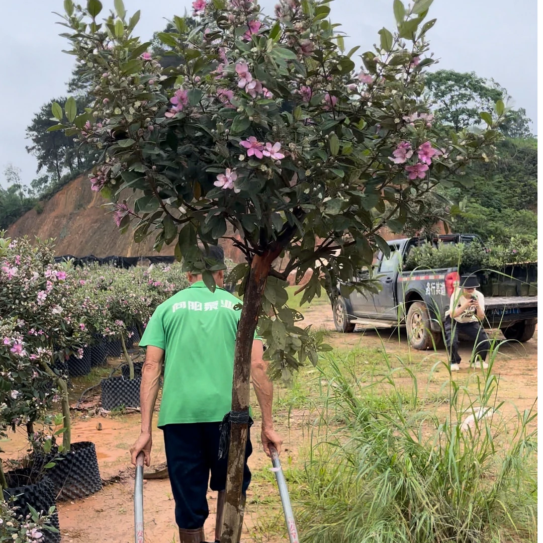 桃金娘山捻子树苗高杆树矮矮化盆栽地栽金枝玉叶盆栽